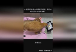 小鸡视频,趣味横生的萌宠日常